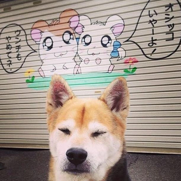 开云体育入口-狼嚎浦江，米切尔的独舞与森林狼的逆袭